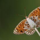 Melitaea phoebe ,Knapweed fritillary 