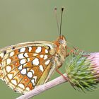 Melitaea phoebe su cardo