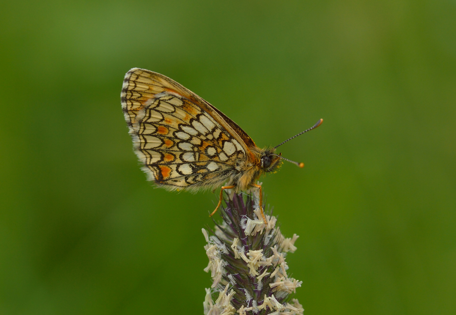 Melitaea sp., Scheckenfalter