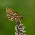 Melitaea sp., Scheckenfalter