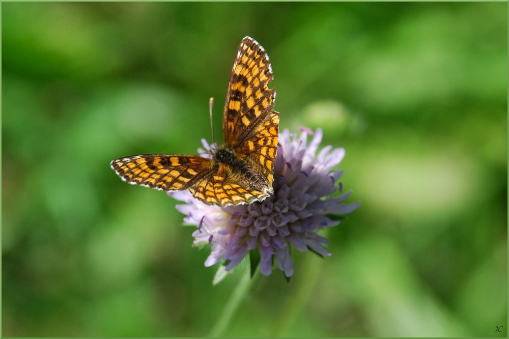 Melitaea varia