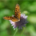 Melitaea varia