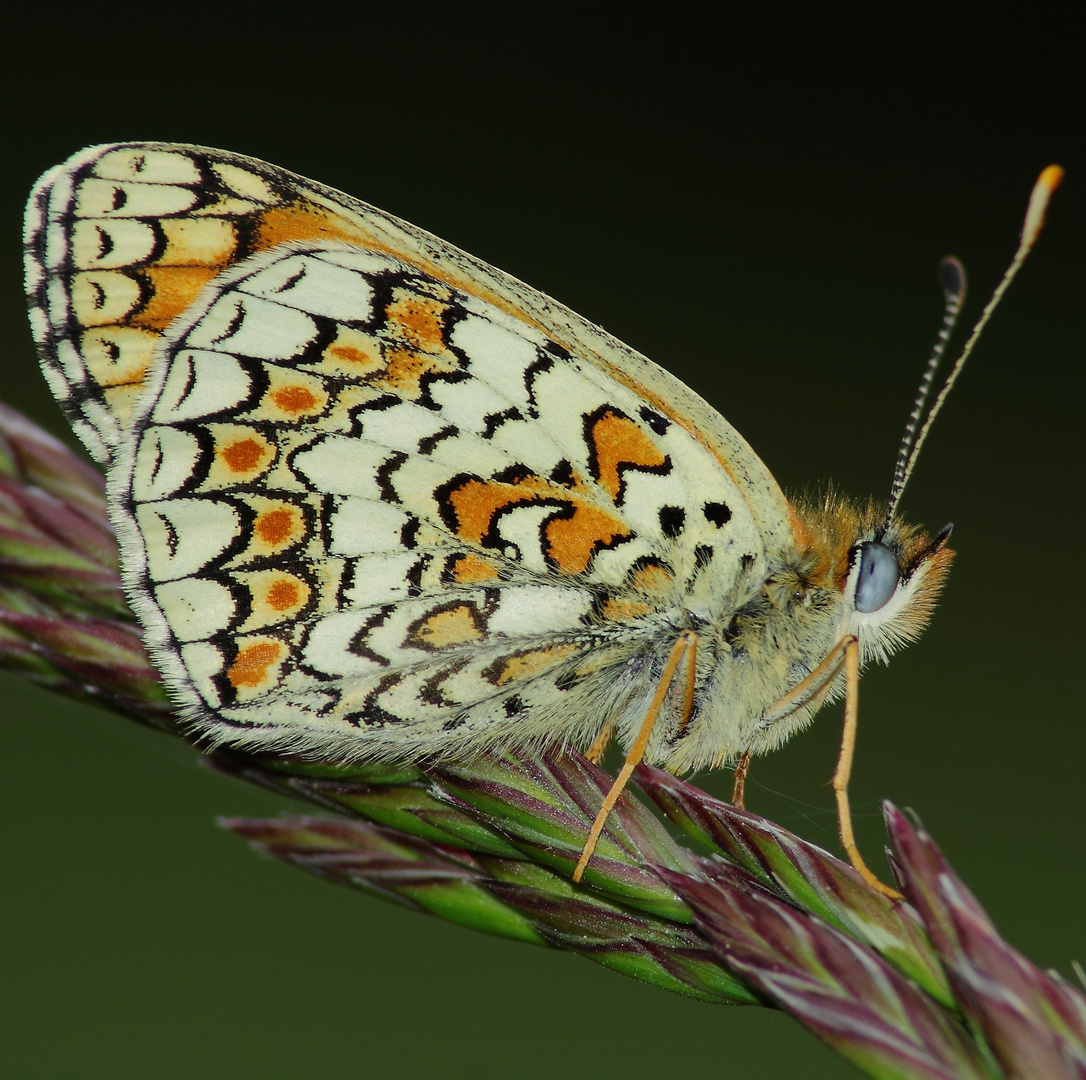 Meliteae cinxia