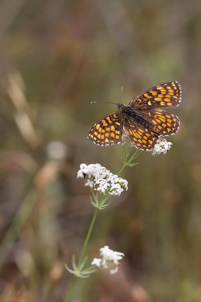 Mélitée dans la brise