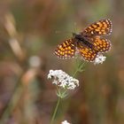 Mélitée dans la brise