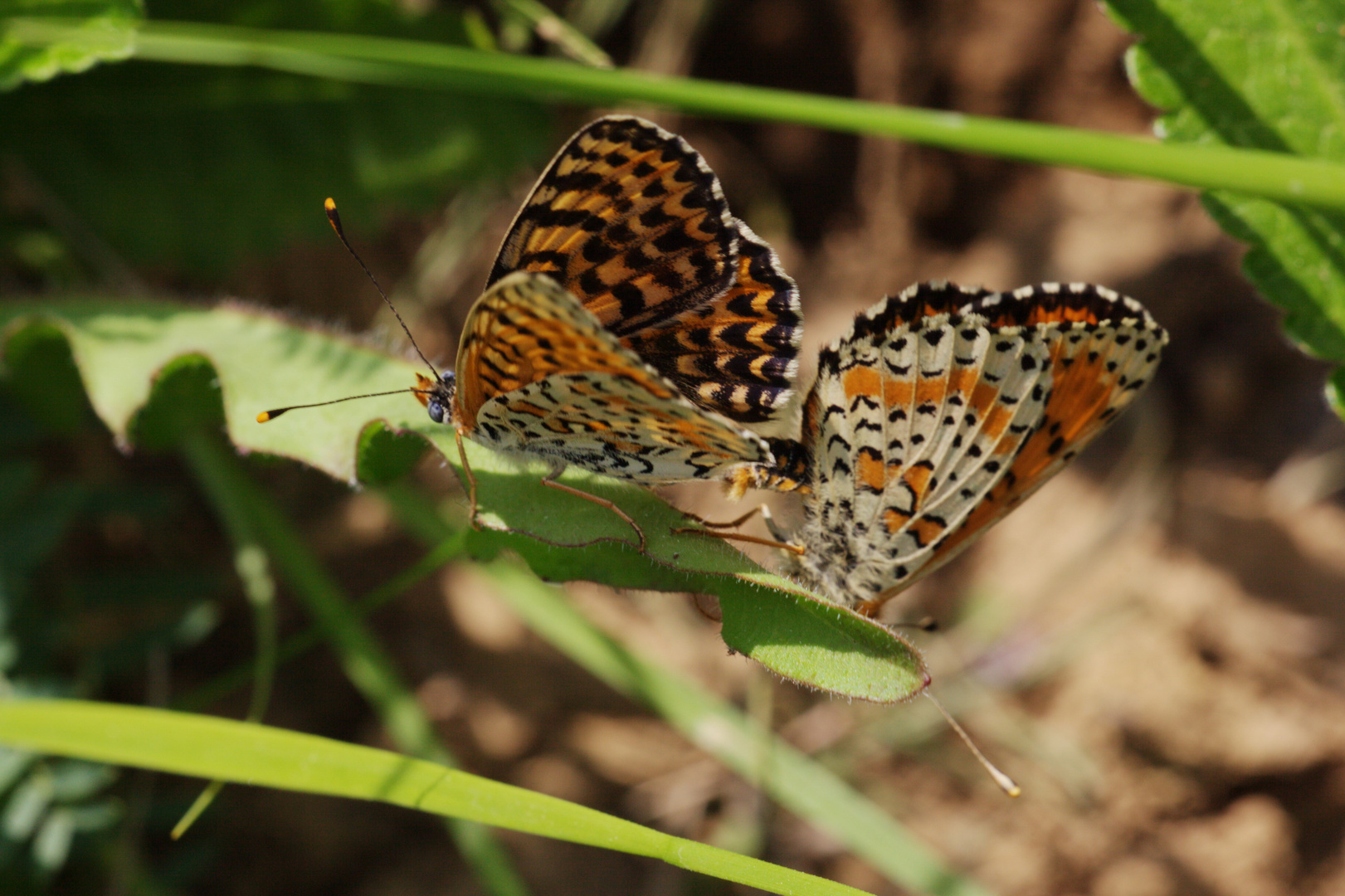 Mélitée orangée femelle et male accouplé