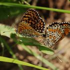 Mélitée orangée femelle et male accouplé