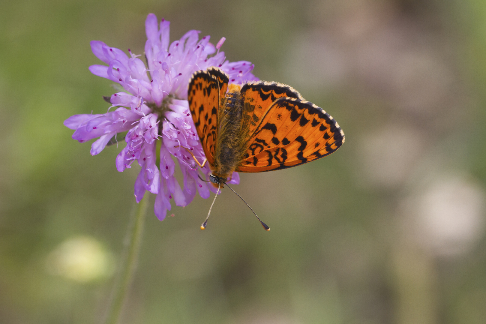 Mélitée orangée, Melitaea didyma