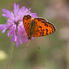 Mélitée orangée, Melitaea didyma