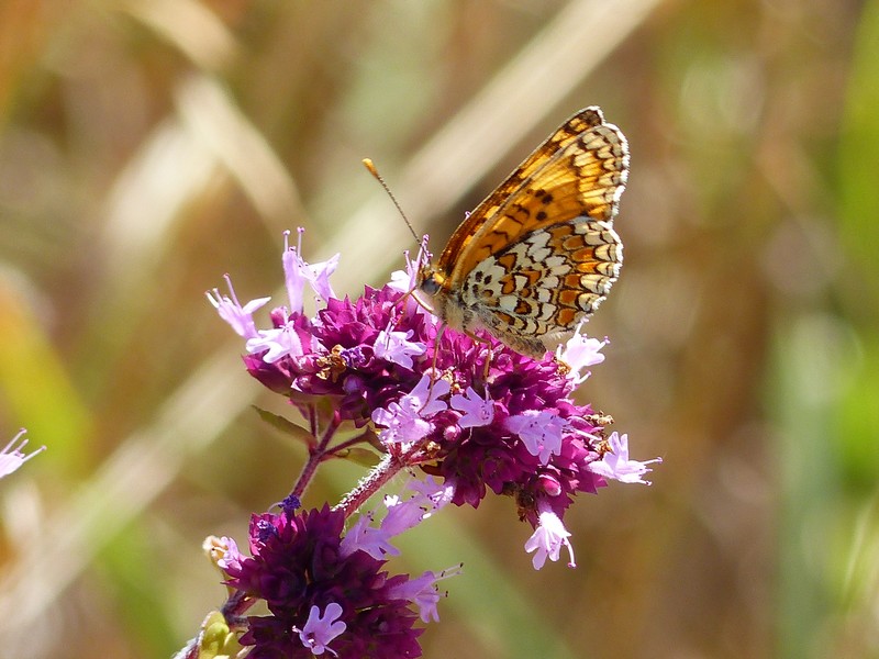 Mélithée du mélampyre (Mellicta athalia)