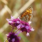 Mélithée du mélampyre (Mellicta athalia)