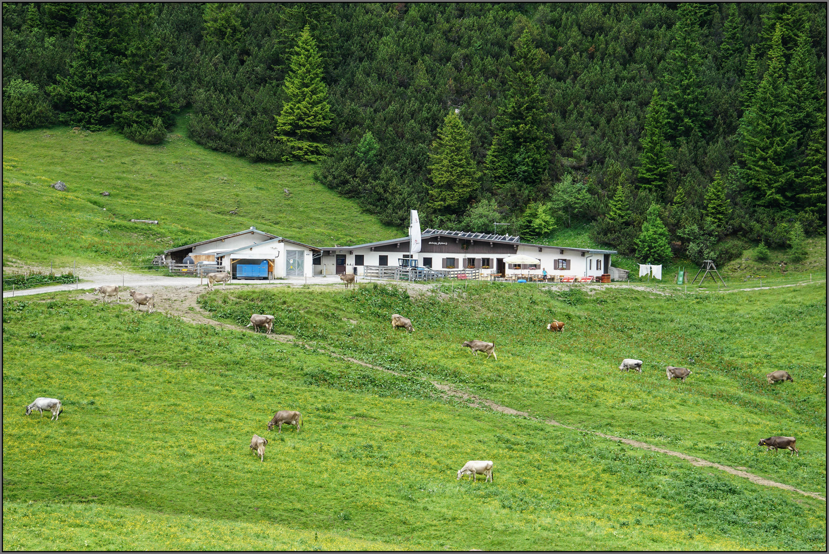 Melkalpe Maldon ( 1674 m ) / Tirol (1)