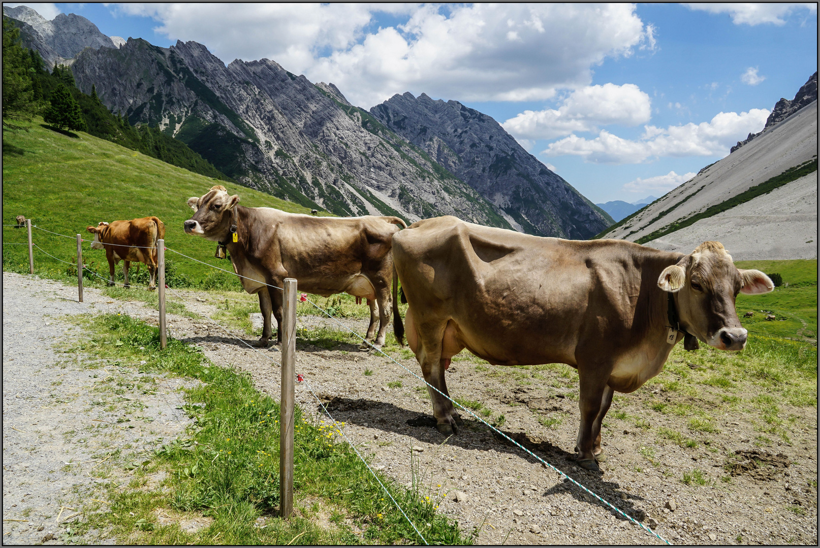 Melkalpe Maldon ( 1674 m ) / Tirol (2)