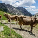 Melkalpe Maldon ( 1674 m ) / Tirol (2)