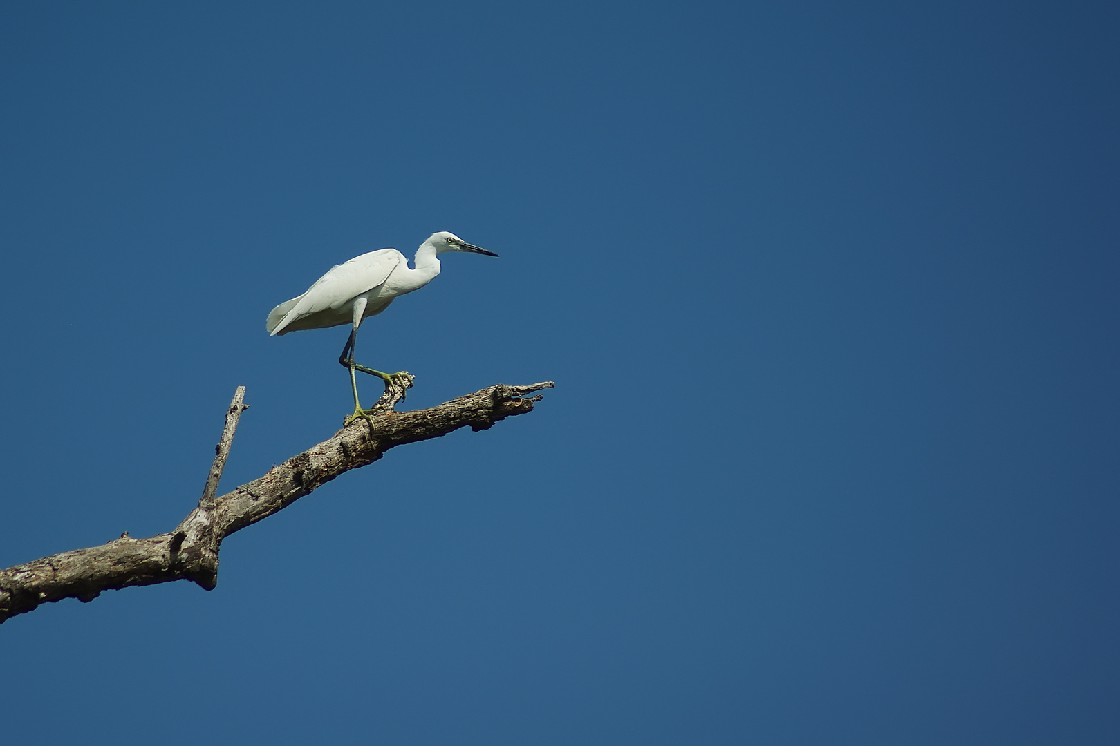 Melle aigrette