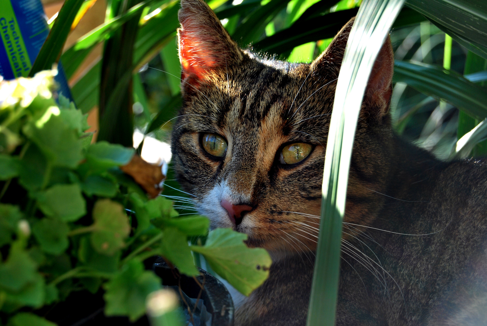 Melli im Garten