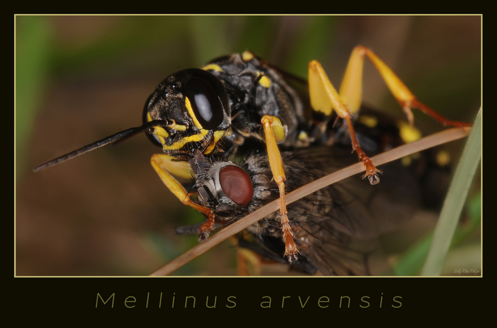 Mellinus arvensis - Kotwespe (2548)