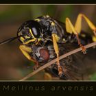 Mellinus arvensis - Kotwespe (2548)