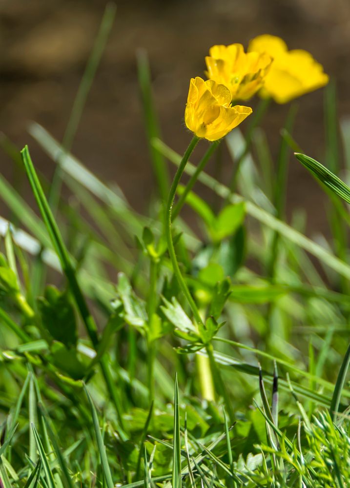 mellow yellow