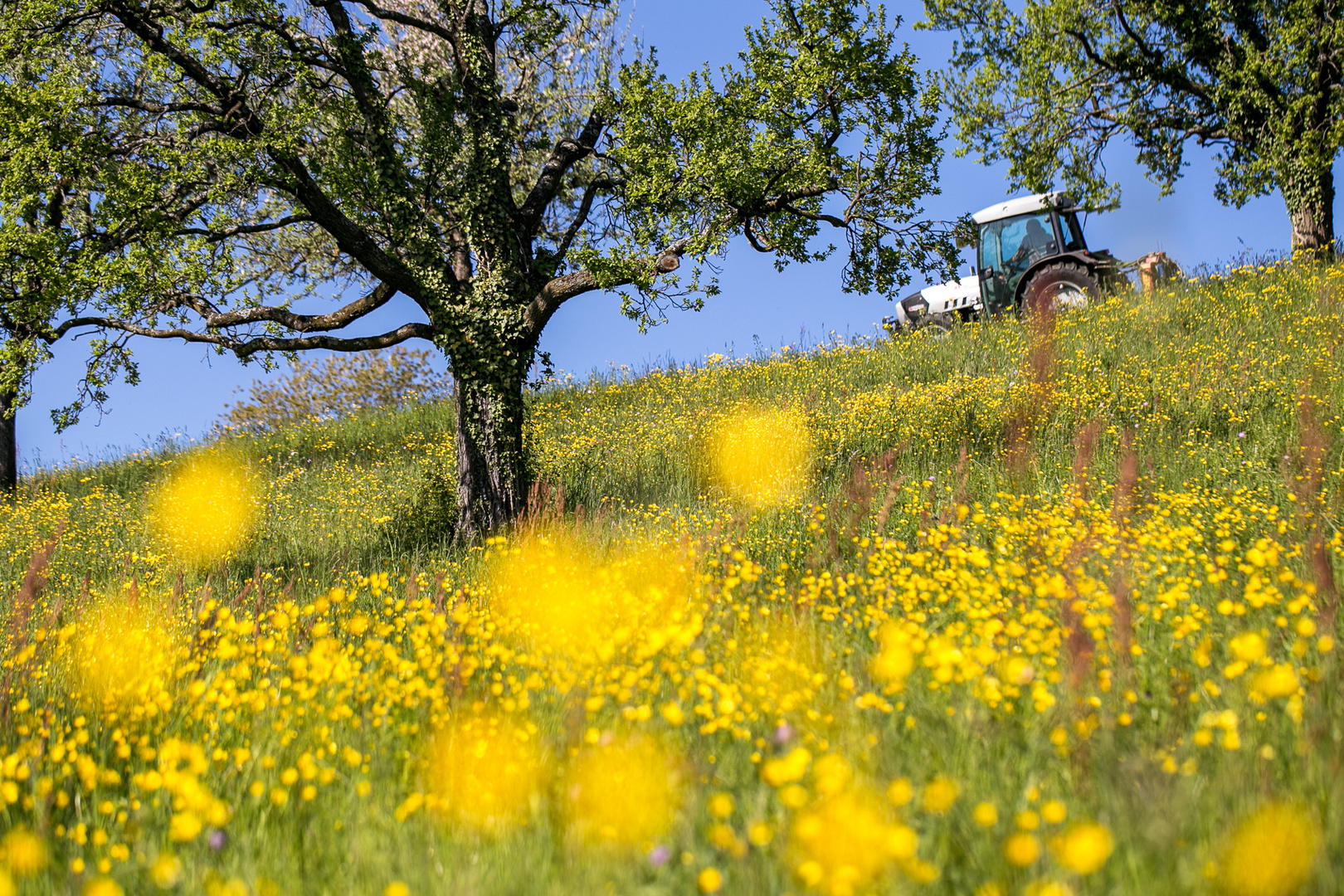 Mellow Yellow Meadow