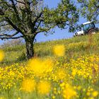 Mellow Yellow Meadow