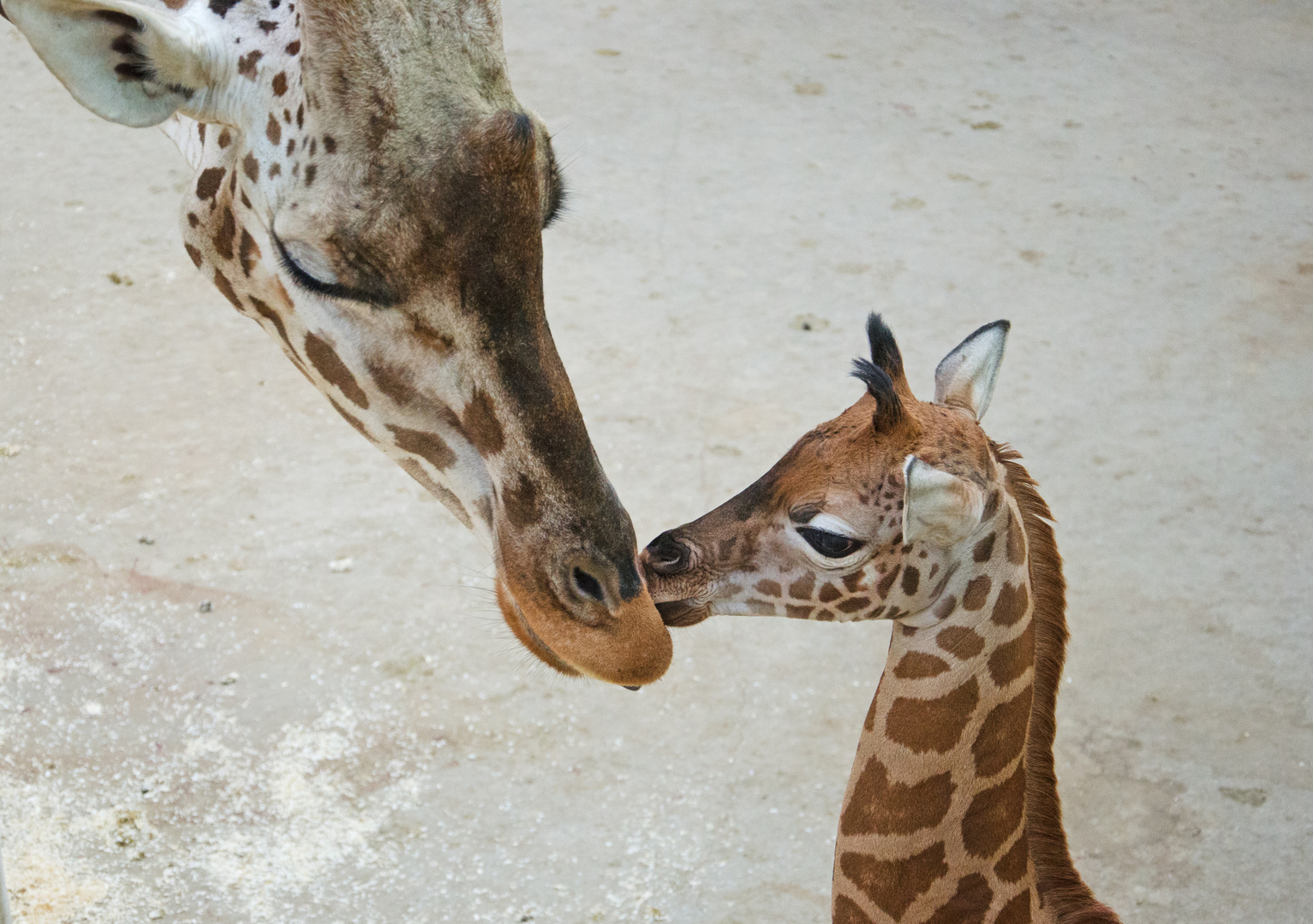 "Melman" bekommt Küsschen :)