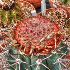 Melocactus