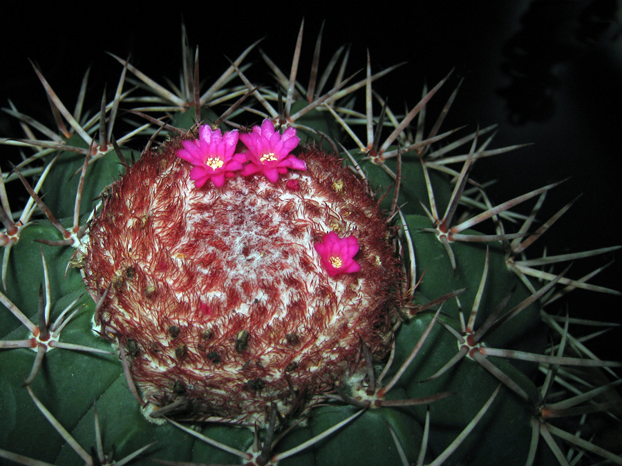 melocactus bahiensis