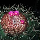 melocactus bahiensis