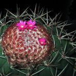 melocactus bahiensis