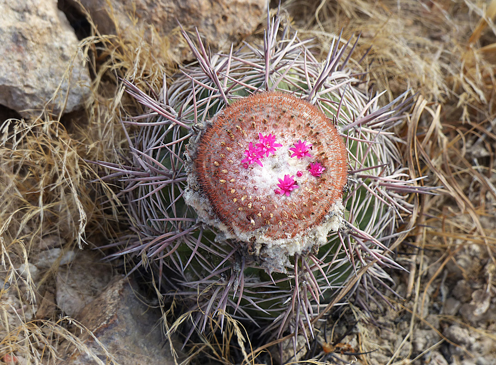 Melocactus Blüten