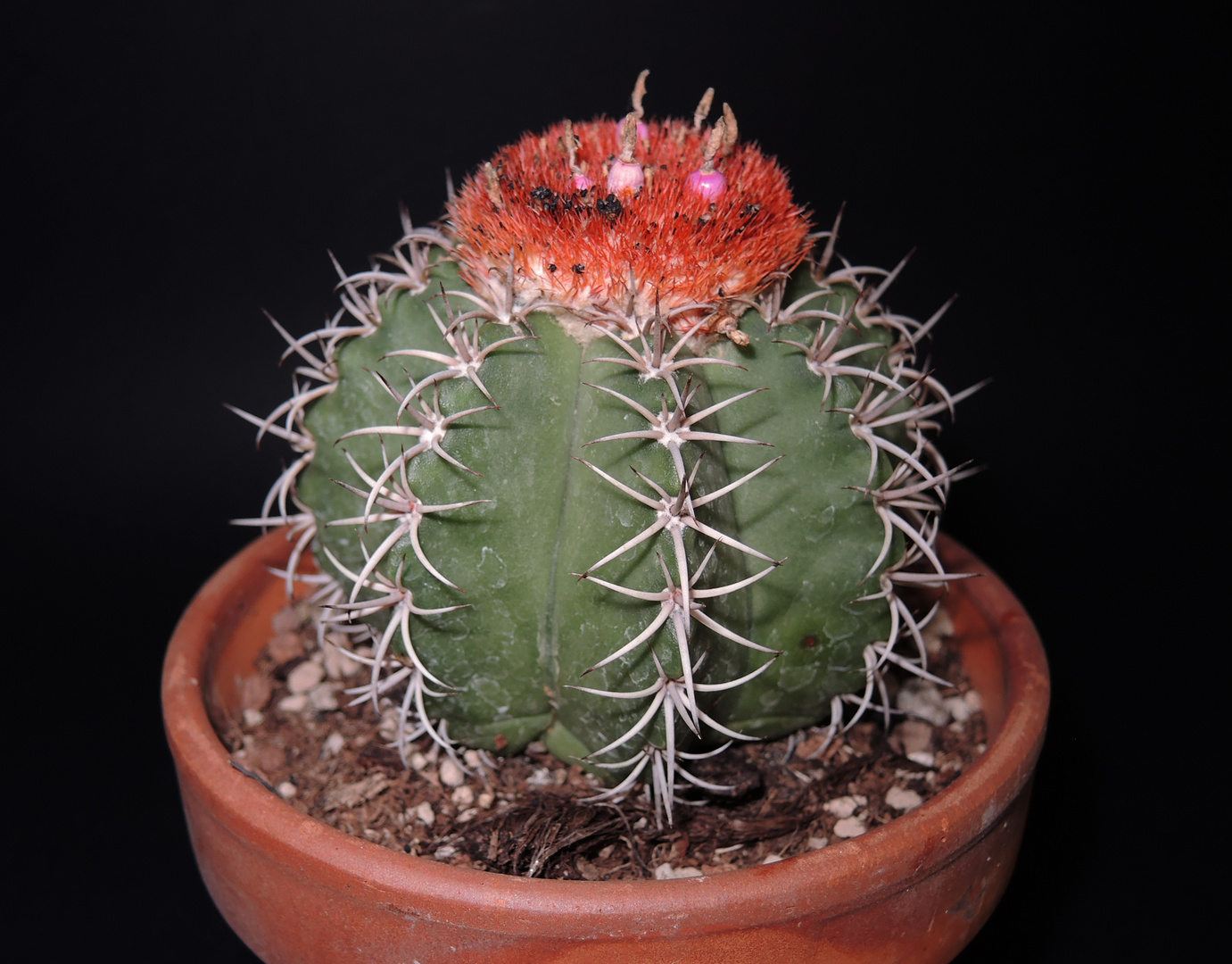 melocactus matanzanus