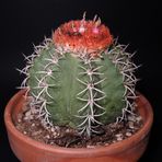 melocactus matanzanus