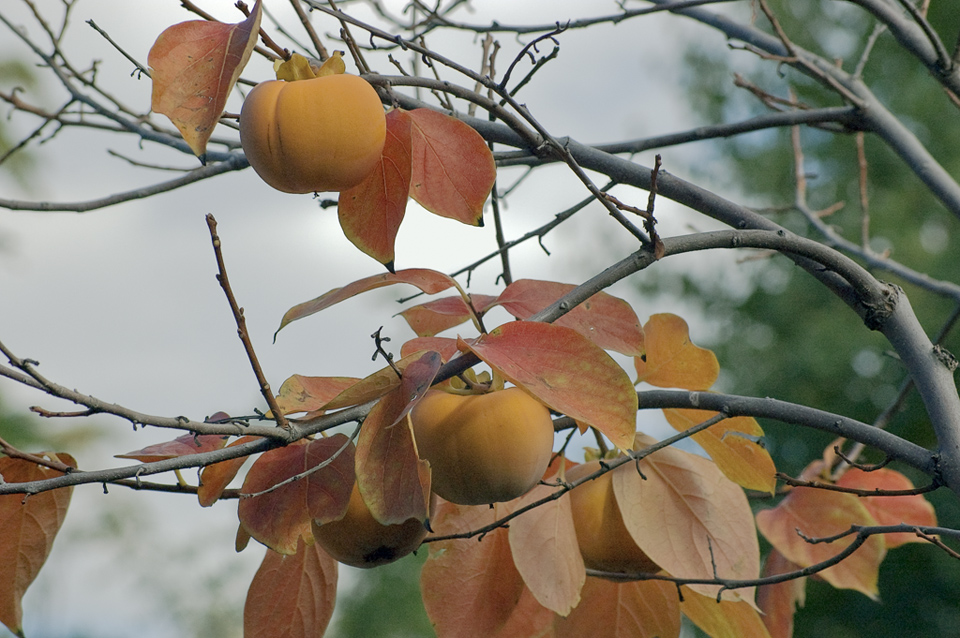 Melocotón de Otoño.