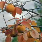 Melocotón de Otoño.