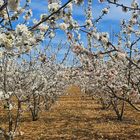 melocotoneros en flor