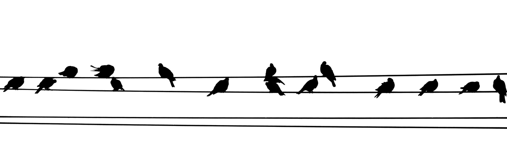 Melodie 2 Foto & Bild abstraktes, tiere, wildlife Bilder auf