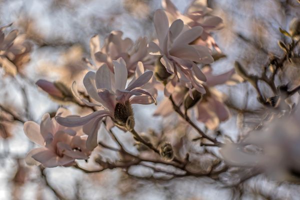 - Melodie des Frühlings -