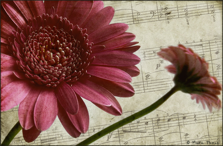 Melodie für eine Blume