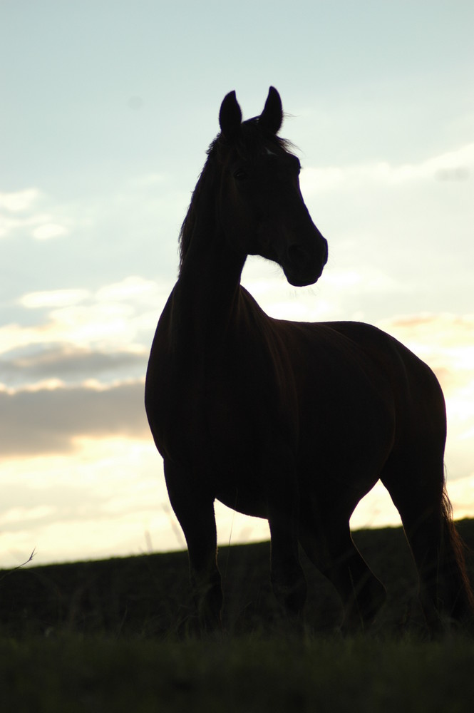 Melodie im Sonnenuntergang