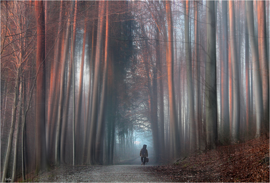 Melodien im Wald (736)