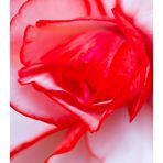 Melody of flower-5