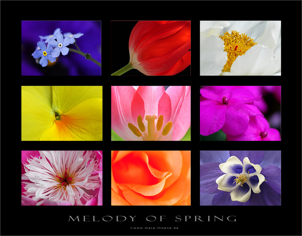 melody of spring