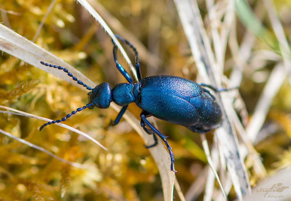 Meloe autumnalis (Blauschimmernder Maiwurmkäfer)