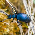 Meloe autumnalis (Blauschimmernder Maiwurmkäfer)