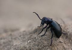 Meloë proscarabeus - Schwarzblauer Ölkäfer