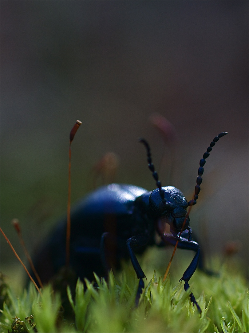 Méloë violet (Meloe violaceus )