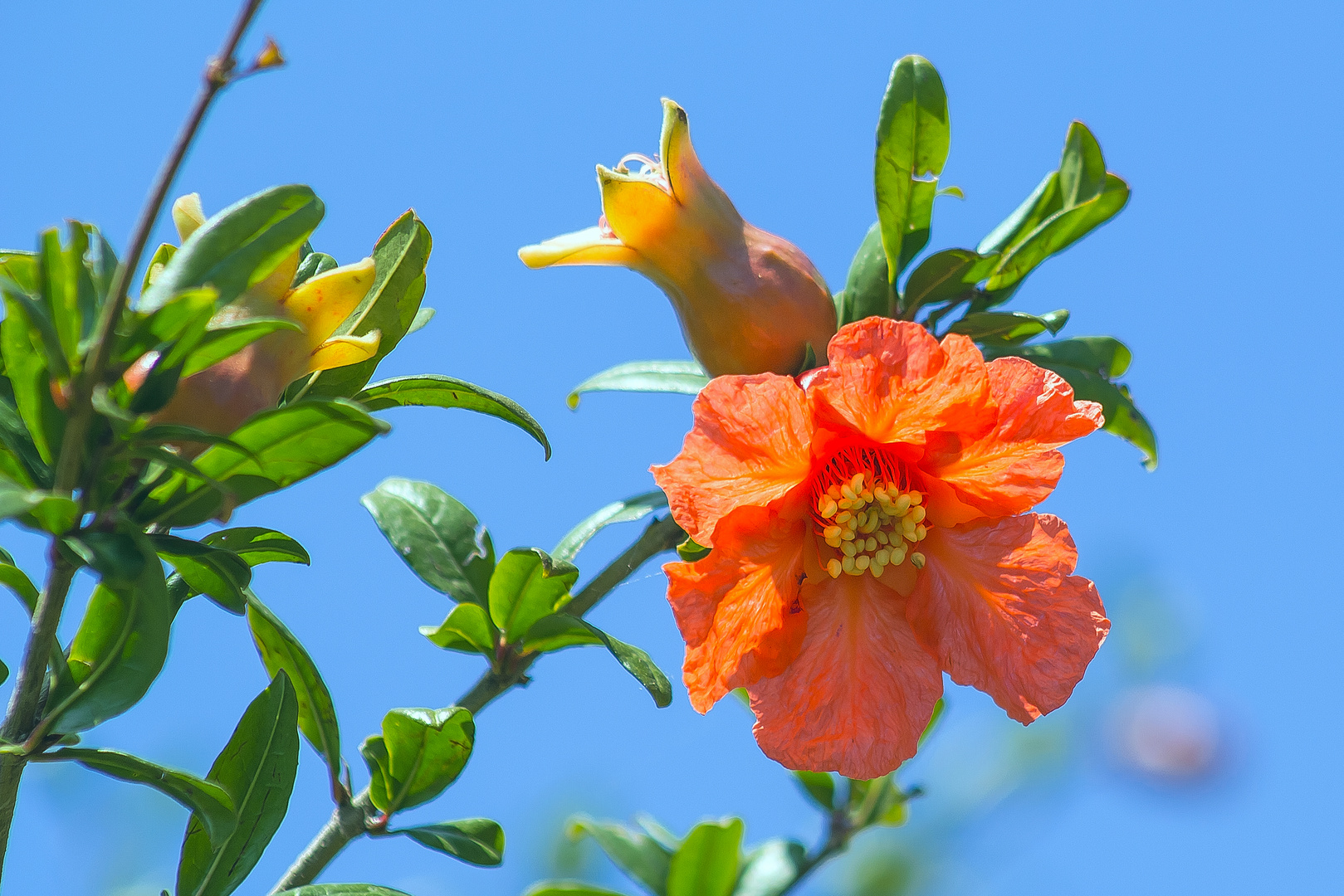 Melograno in fiore