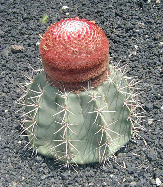 Melokaktus (Melocactus neryi)