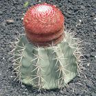 Melokaktus (Melocactus neryi)